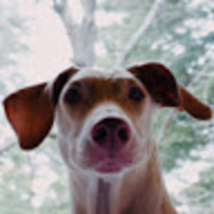 Meet your Posher, Joseph